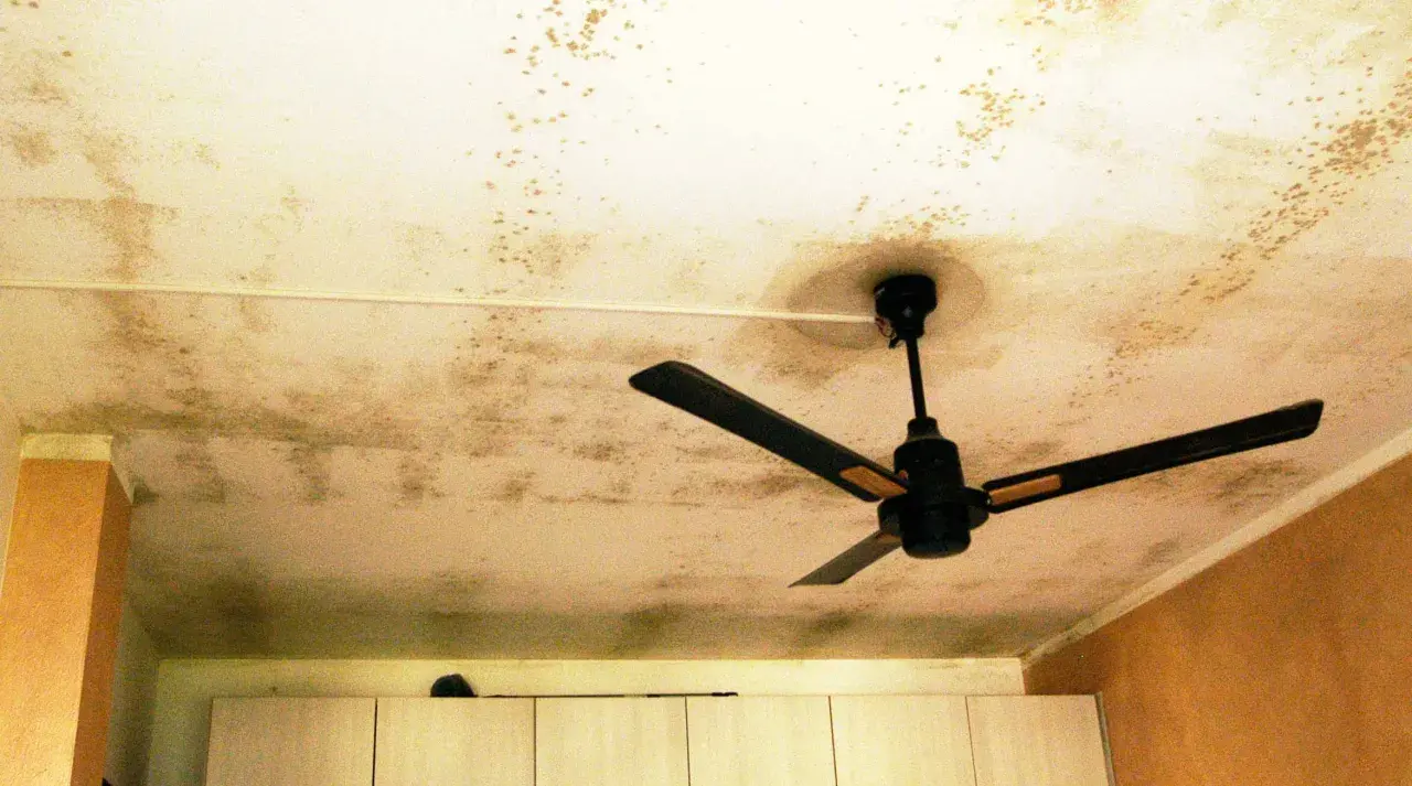 Soffitto con macchie di muffa, un ventilatore a soffitto nero. La muffa sul soffitto fa male alla salute.