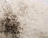 Macchie scure e irregolari su una parete bianca, segno di muffa da infiltrazione. Crepe sottili attraversano la superficie.