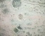 Macchie di muffa verde sui muri, segno di umidità. Un piccolo foro al centro della parete mostra la struttura sottostante.