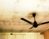 Soffitto con macchie di muffa, un ventilatore a soffitto nero. La muffa sul soffitto fa male alla salute.