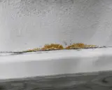 Una macchia di muffa arancione si estende lungo il bordo di un muro bianco, segno di umidità.