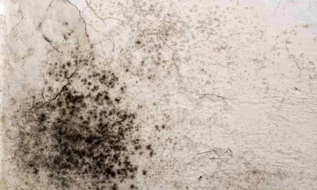 Macchie scure e irregolari su una parete bianca, segno di muffa da infiltrazione. Crepe sottili attraversano la superficie.