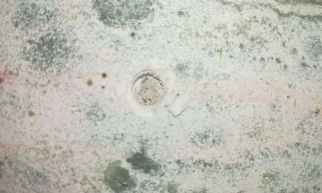 Macchie di muffa verde sui muri, segno di umidità. Un piccolo foro al centro della parete mostra la struttura sottostante.
