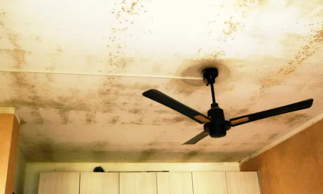Soffitto con macchie di muffa, un ventilatore a soffitto nero. La muffa sul soffitto fa male alla salute.