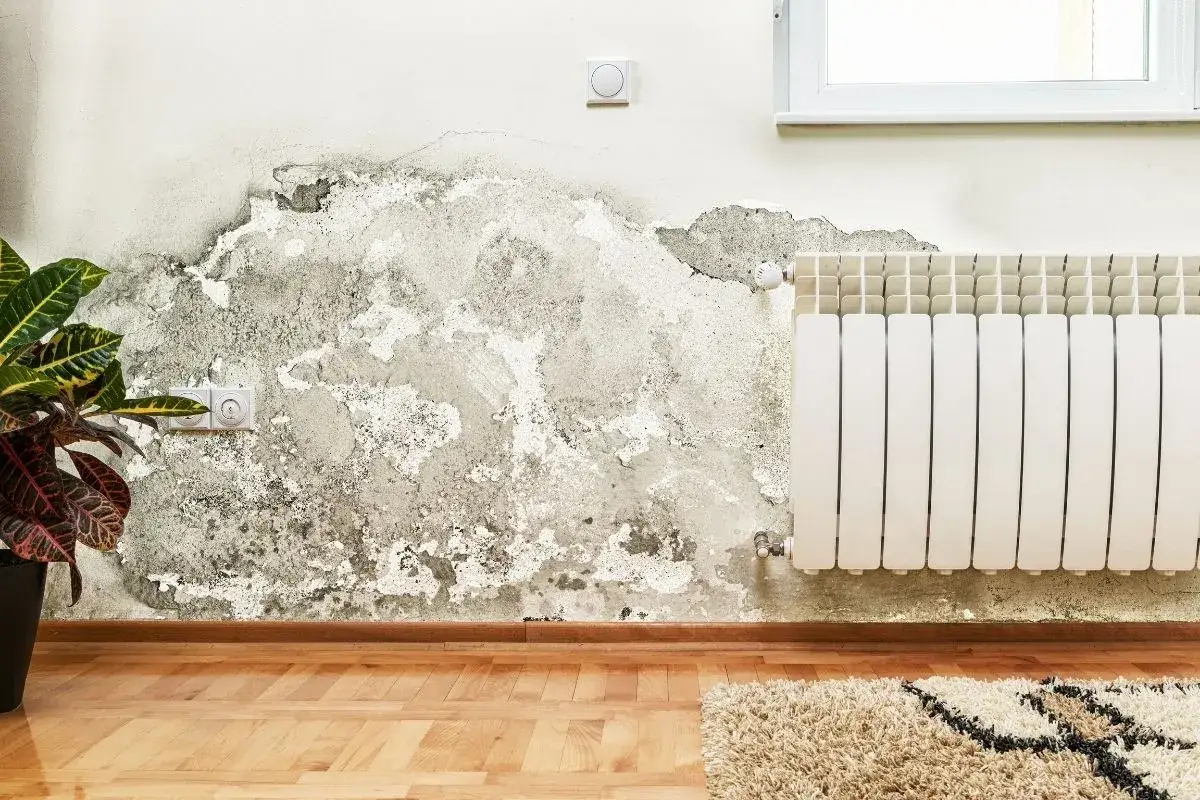 Muffa sul muro vicino a un termosifone: cosa succede se si respira la muffa? Potrebbe causare problemi respiratori e allergie.