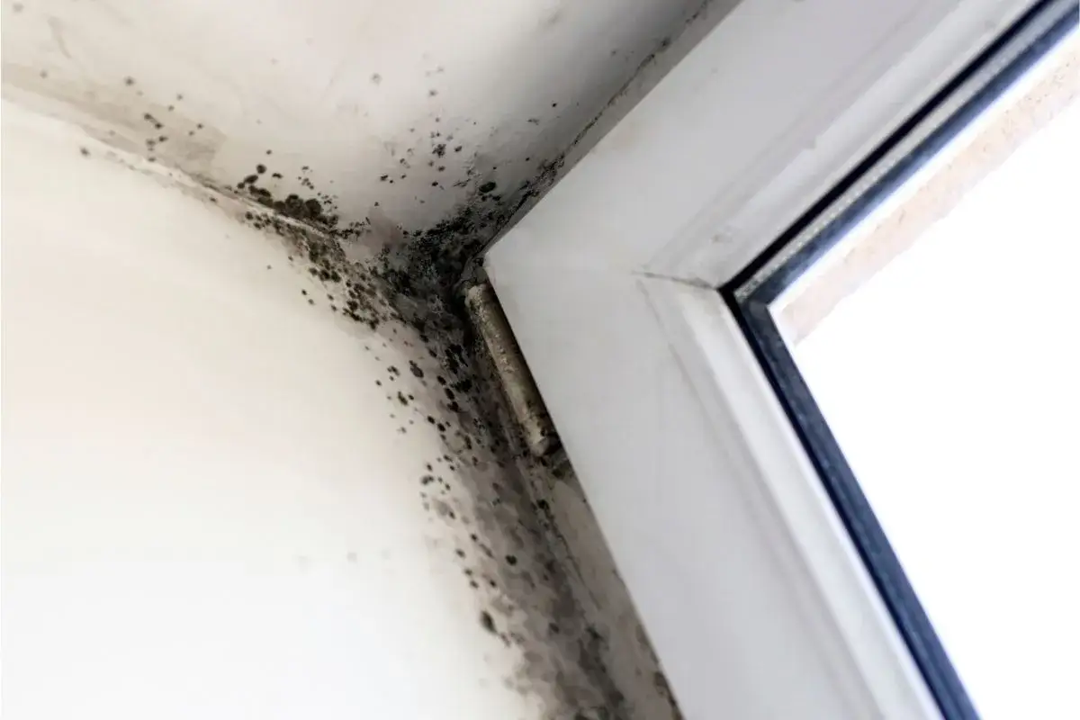 Muffa nera su angolo di una finestra, segno di un bagno umido cosa fare per risolvere.